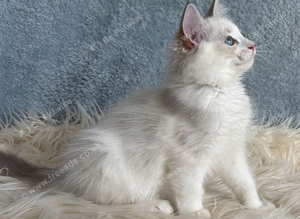 Beautiful Tica Register Kittens Ragdoll