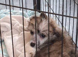 Two puppies