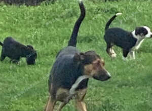 Collie x Huntaway puppies