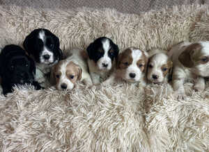 Extensively health tested Cocker Spaniel x Cavalier King Charles puppies (F1 Cockaliers)