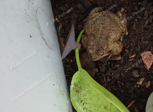 African clawed toads
