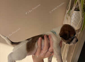 Beautiful rough coated puppies