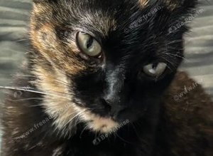 Sweet tortie
