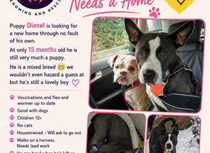 Diesel - cross breed