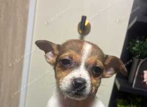 Jack Russell pups