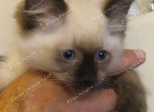 Beautiful Ragdoll kittens
