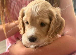 Beautiful little f2 cockapoo puppy looking for her forever home
