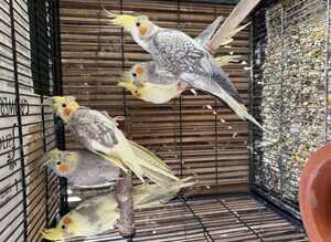 BEAUTIFUL Cockatiels FOR SALE