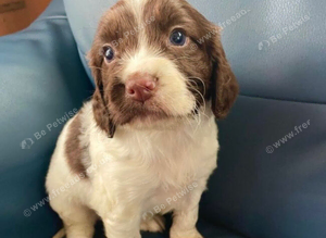 Cocker spaniel puppies