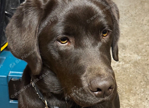 Chocolate Labrador