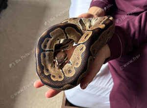 Royal python