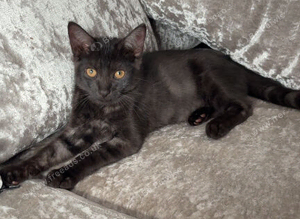 Half ragdol kitten &pound;80