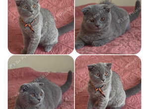 3 Scotish Fold shorthair