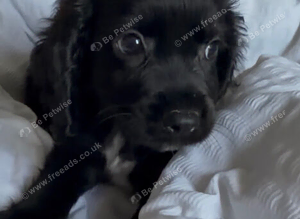 Cocker spaniel puppy