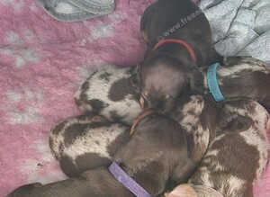 X2 Miniture chocolate daschund girls looking for their forever home