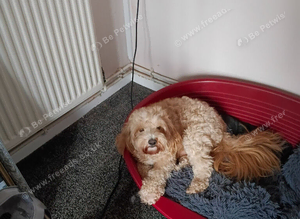 Cavapoochon