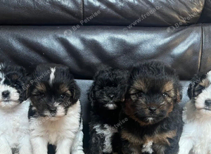 3/4 bred Biewer terrier boys