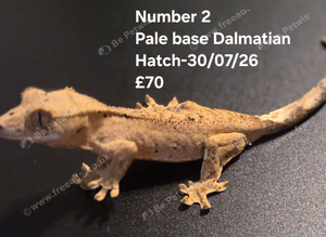 Dalmatian Juvenile crested geckos with full Lineage