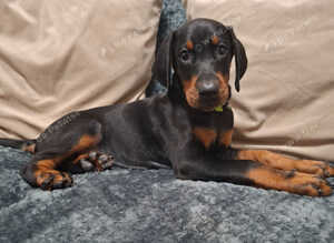 Dobermann  puppies  Female last 2 Ready now