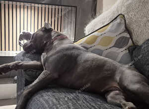 ​ EXCEPTIONAL L-2HGA & HC-HSF4 CLEAR STAFFORDSHIRE BULL TERRIER PUPPIES