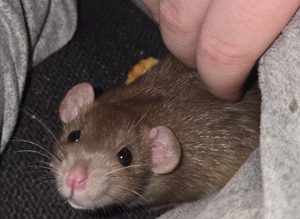 Dumbo Dwarf Rats
