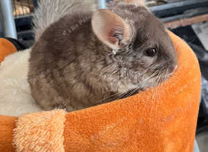 Beige chinchilla boy for sale
