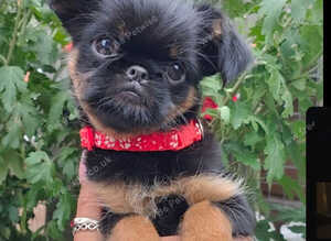 Griffon Bruxellois KC registered