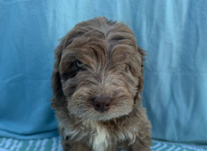 Adorable F1 cockapoo puppies READY TO GO