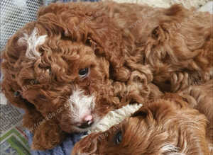 Toy f1b cavapoo puppies