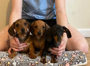 Minature dachshund  12 weeks old