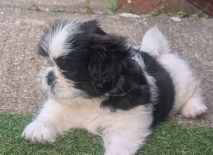 Gorgeous shih Tzu puppy