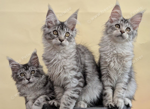 Maine coon kittens