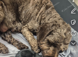Cockapoo pups