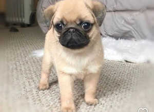 Pet sitter dog boarding for small to medium dogs