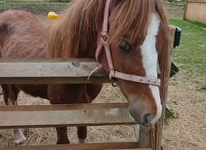 Special little colt