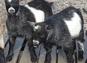 2 wethered male Pygmy Goats for sale (price reduced)