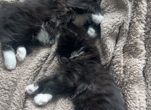 Kittens