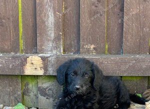 3 mini labradoodles left
