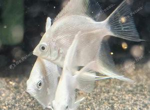 Platinum and Black Lace Angelfish &pound;10 each