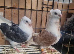 young beautiful german owl pigeon