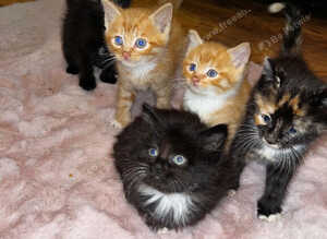 5 beautiful kittens for sale
