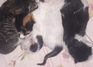 New born kittens