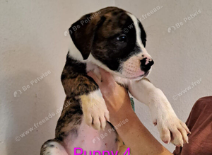 American bulldog x Belgian Malinois pups