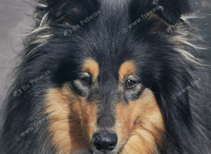 Rough collies