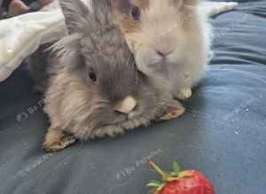 Beautiful tiny Teddy dwerg bunnies
