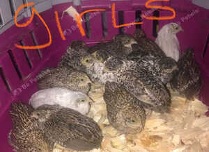 SEXED QUAILS,CHINESE PAINTED BUTTONS!