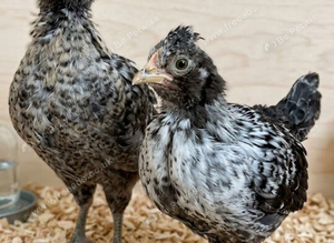 Two chicks