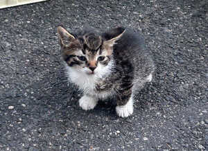 5 Beautiful 8-Week-Old Kittens