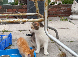 Tame kittens