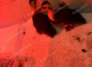 2 call ducklings